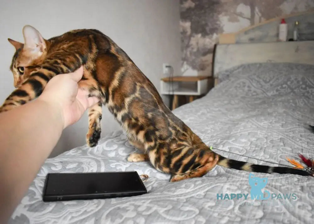 Shakira Bengal female black spotted tabby live animals