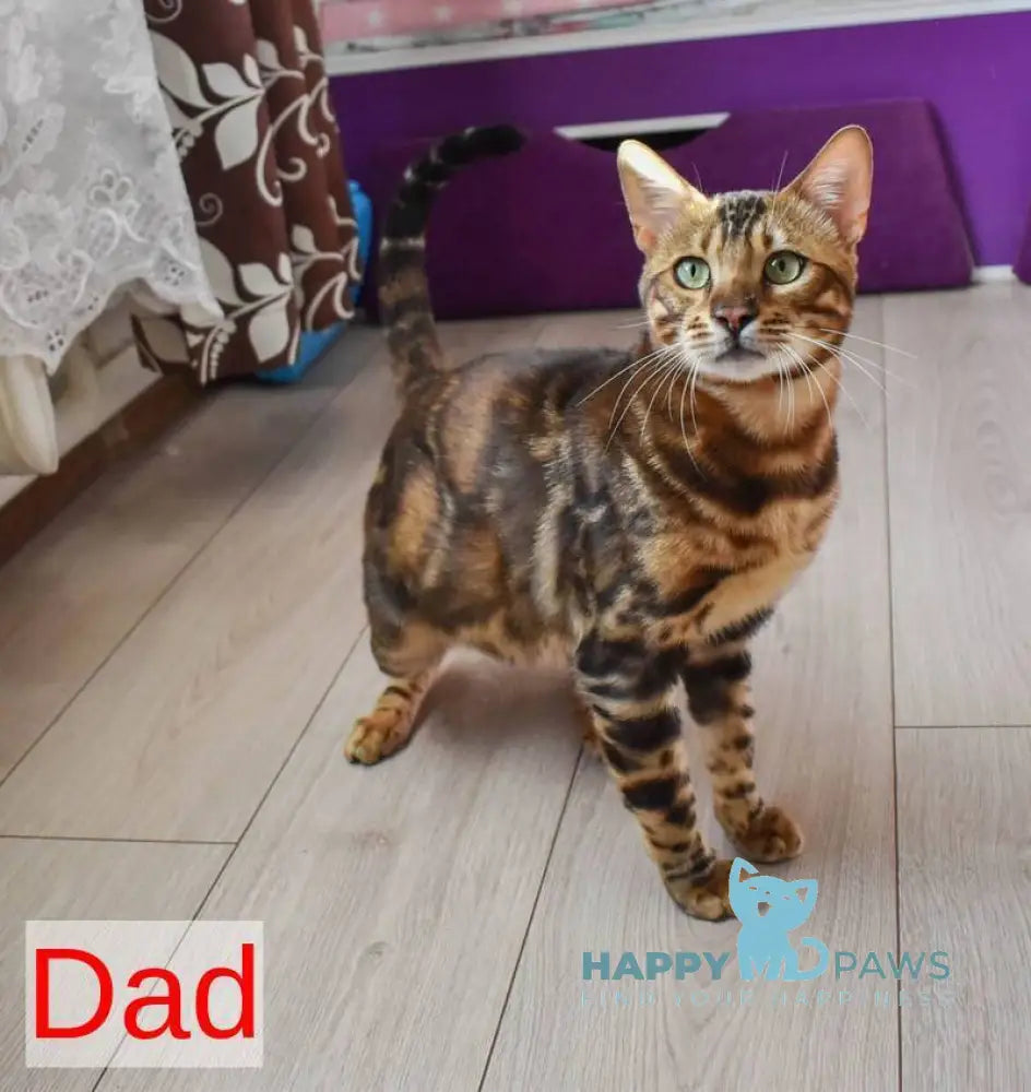 Shakira Bengal female black spotted tabby live animals