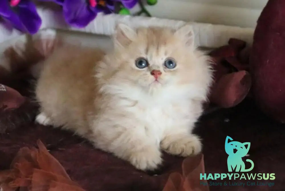 Shakira British Shorthair female lilac golden shaded - live animals