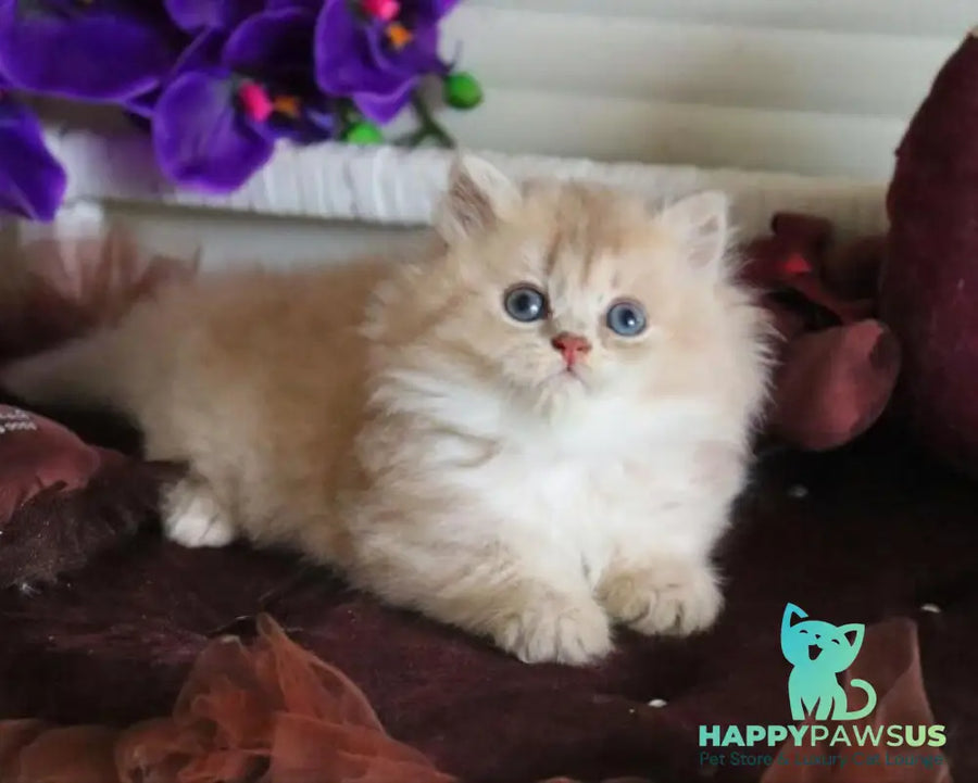 Shakira British Shorthair female lilac golden shaded - live animals