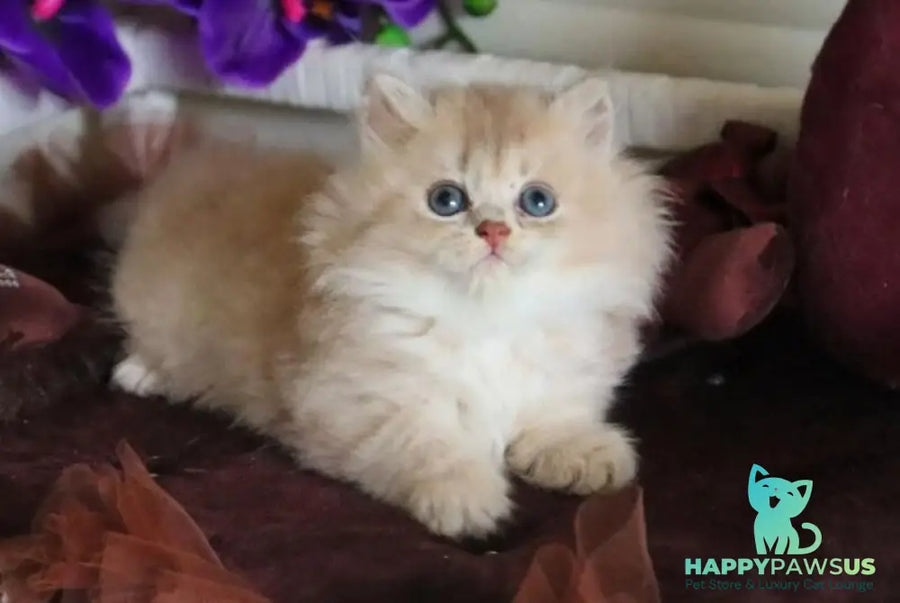 Shakira British Shorthair female lilac golden shaded - live animals