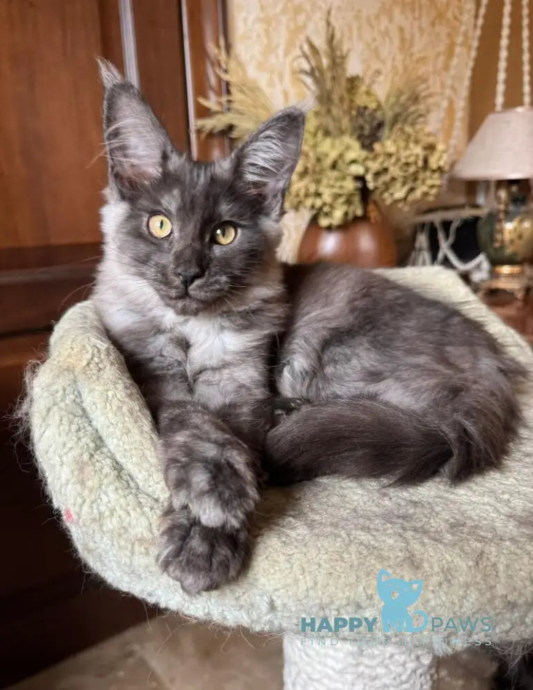 Shakira Maine Coon female black silver live animals