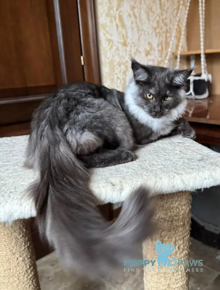 Shakira Maine Coon female black silver live animals