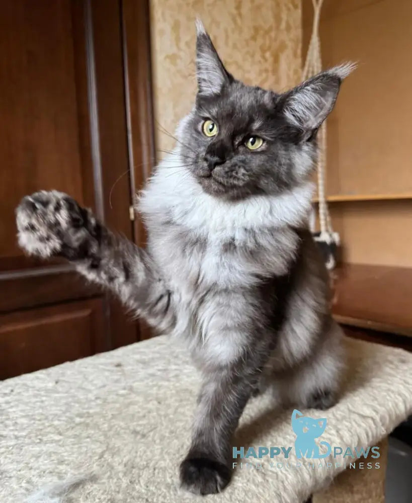 Shakira Maine Coon female black silver live animals