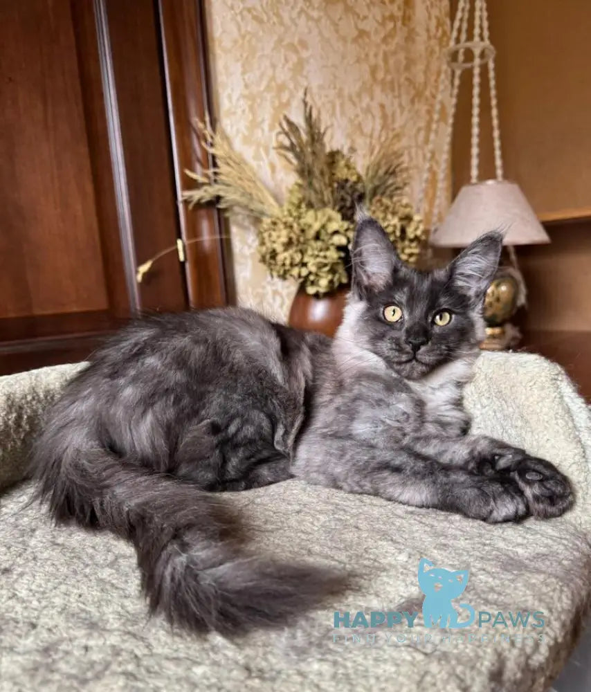 Shakira Maine Coon female black silver live animals