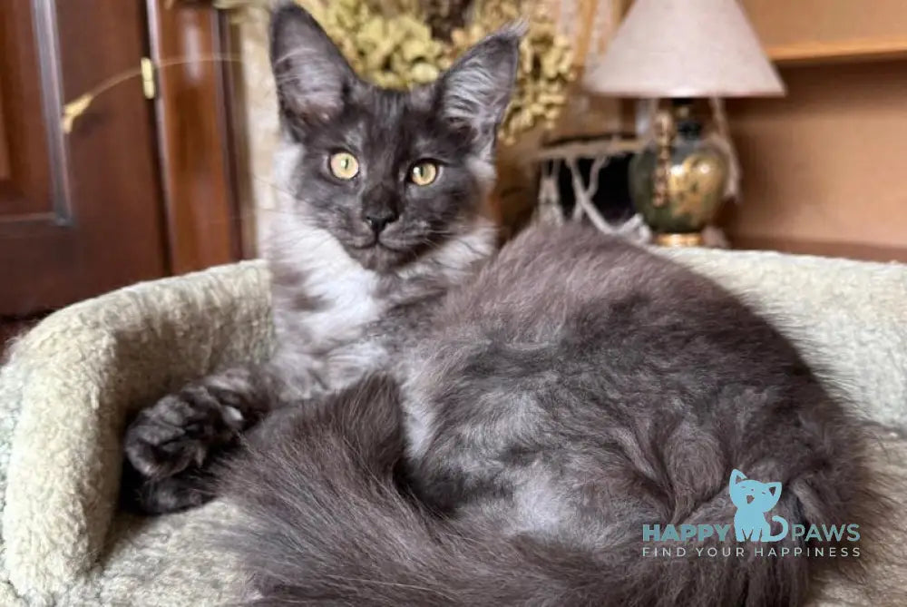 Shakira Maine Coon female black silver live animals