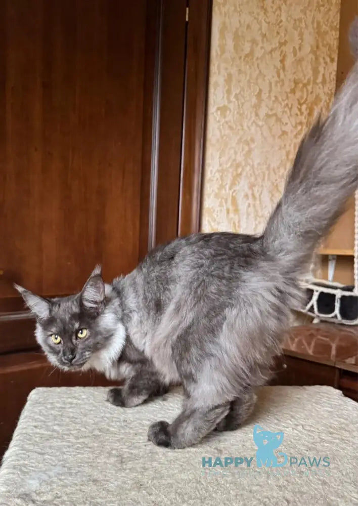 Shakira Maine Coon female black silver live animals