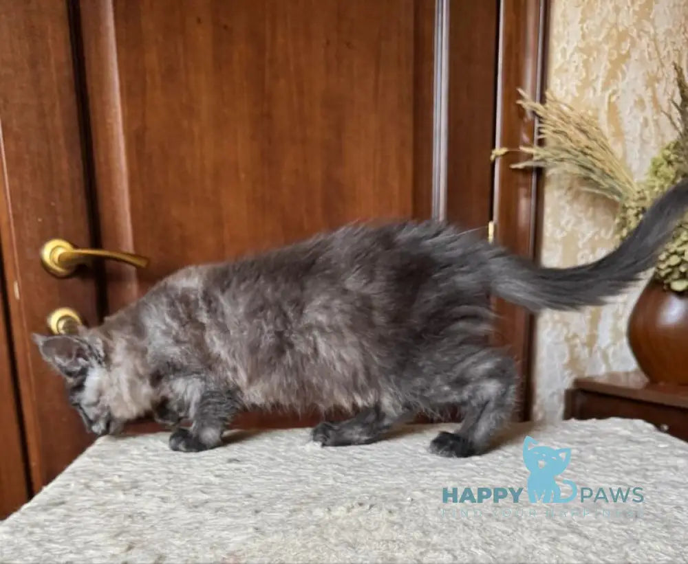 Shakira Maine Coon female black silver live animals