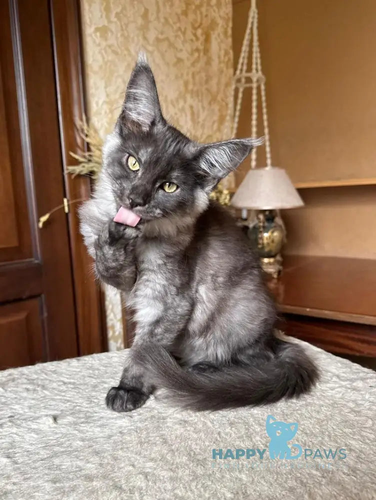 Shakira Maine Coon female black silver live animals