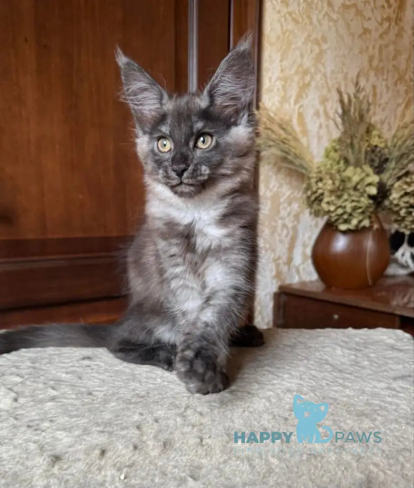 Shakira Maine Coon female black silver live animals