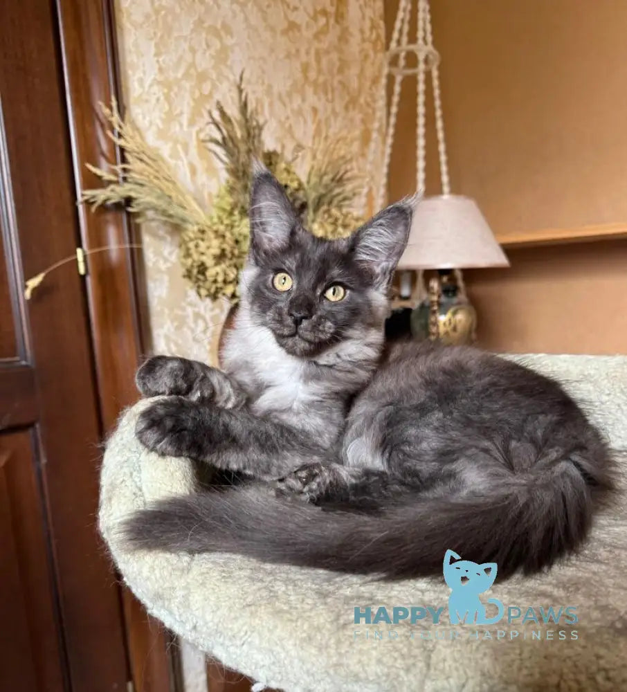 Shakira Maine Coon female black silver live animals