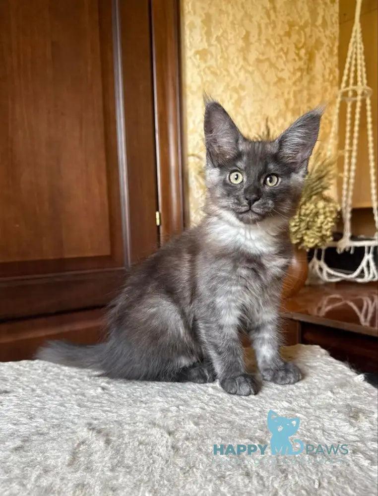 Shakira Maine Coon female black silver live animals