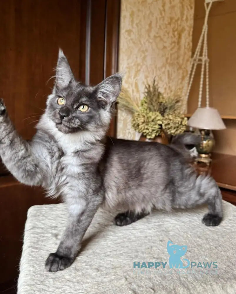 Shakira Maine Coon female black silver live animals