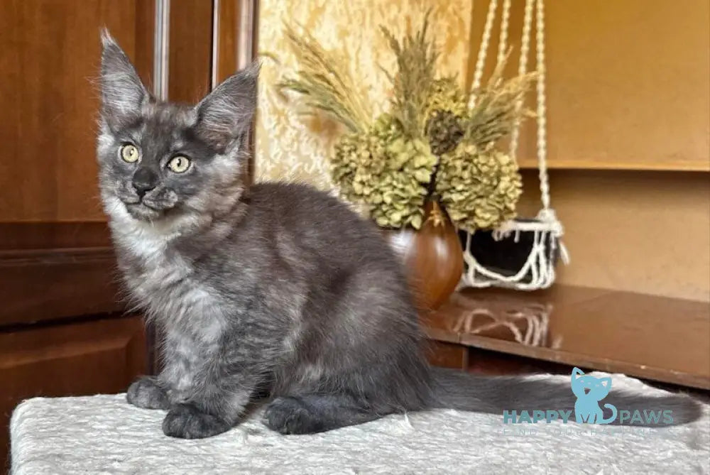 Shakira Maine Coon female black silver live animals