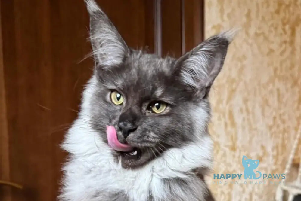 Shakira Maine Coon female black silver live animals