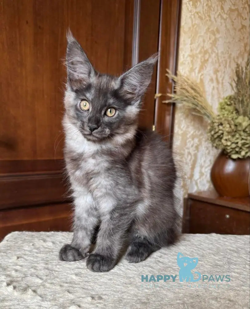 Shakira Maine Coon female black silver live animals