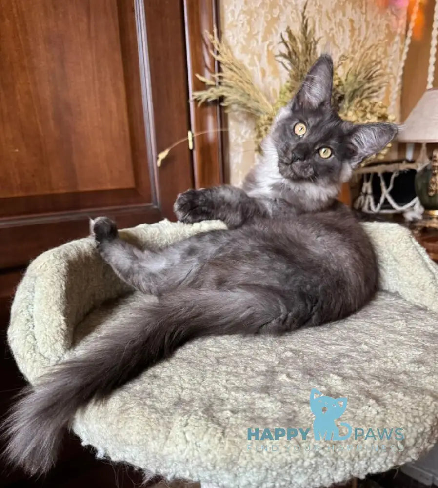 Shakira Maine Coon female black silver live animals