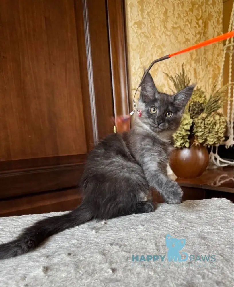 Shakira Maine Coon female black silver live animals