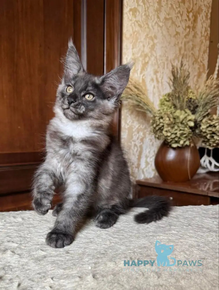 Shakira Maine Coon female black silver live animals