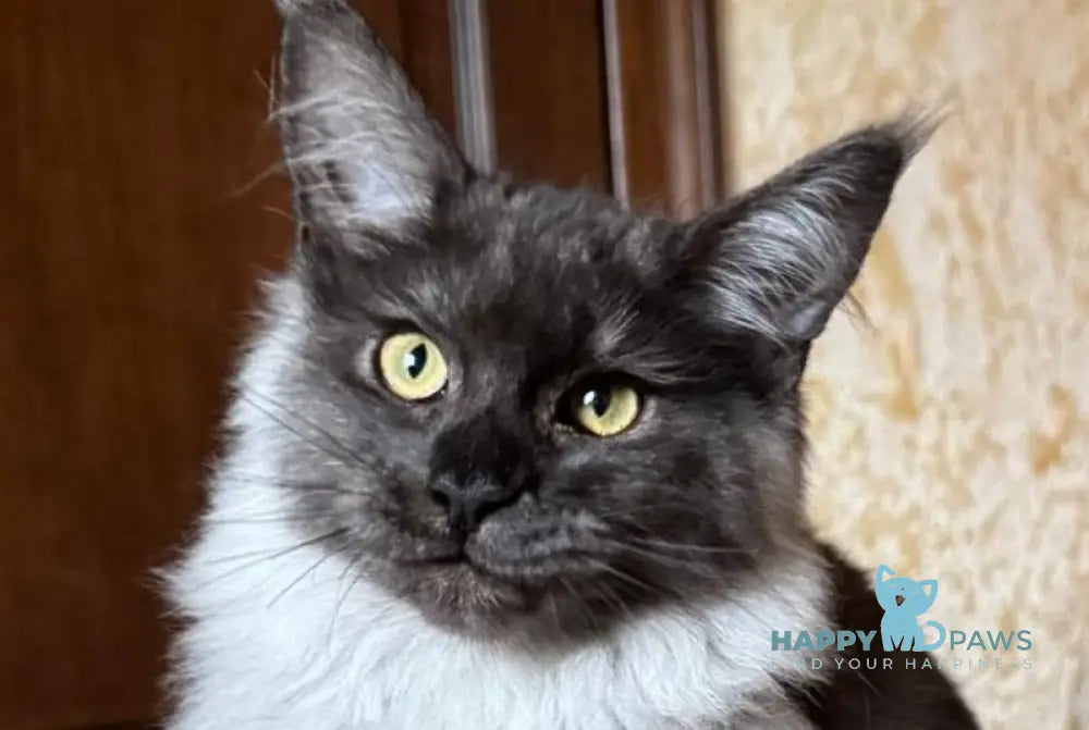 Shakira Maine Coon female black silver live animals