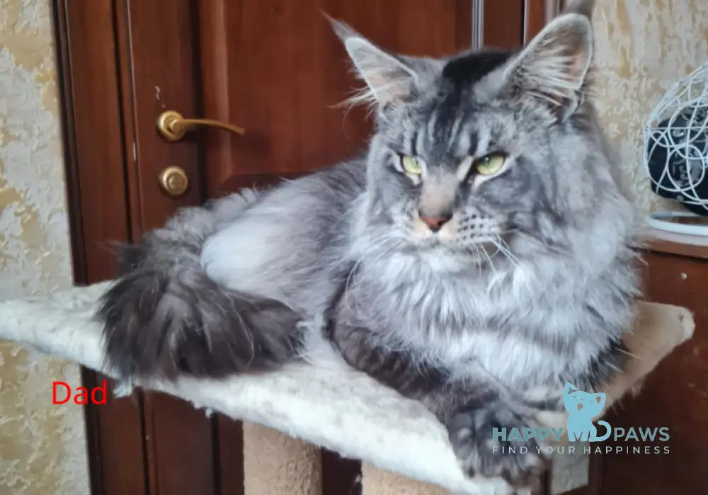 Shakira Maine Coon female black silver live animals