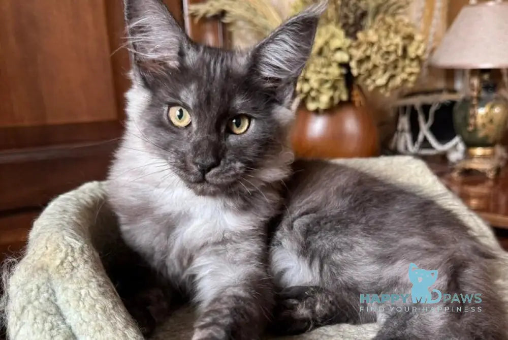 Shakira Maine Coon female black silver live animals