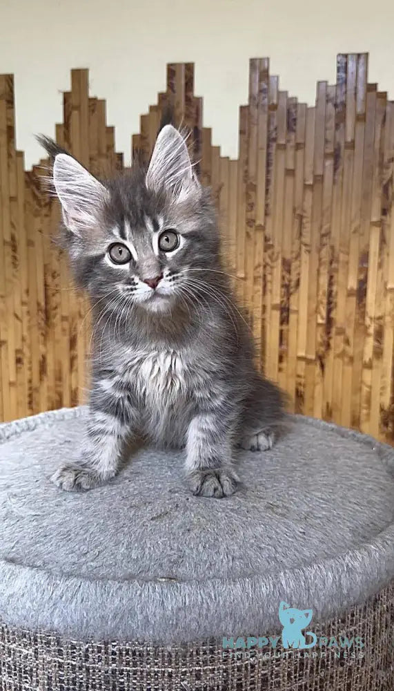 Shakira Maine Coon female black silver tabby live animals