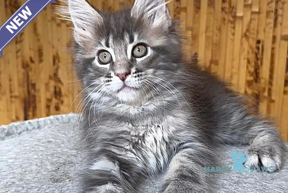 Shakira Maine Coon female black silver tabby live animals