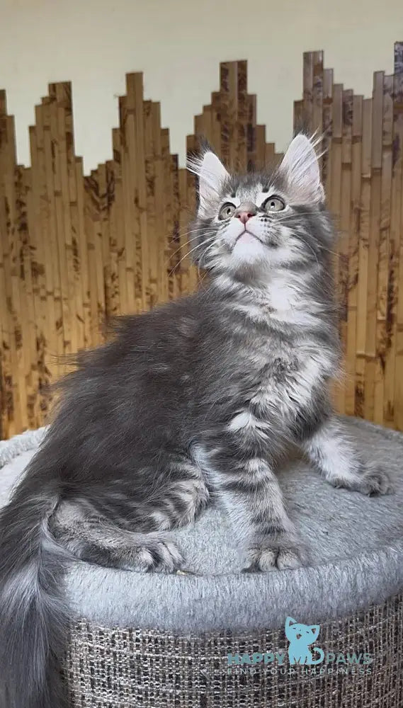 Shakira Maine Coon female black silver tabby live animals