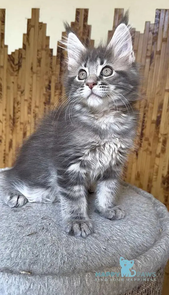 Shakira Maine Coon female black silver tabby live animals