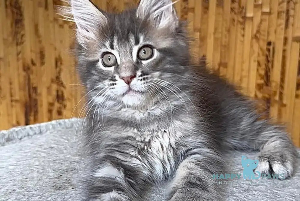 Shakira Maine Coon female black silver tabby live animals