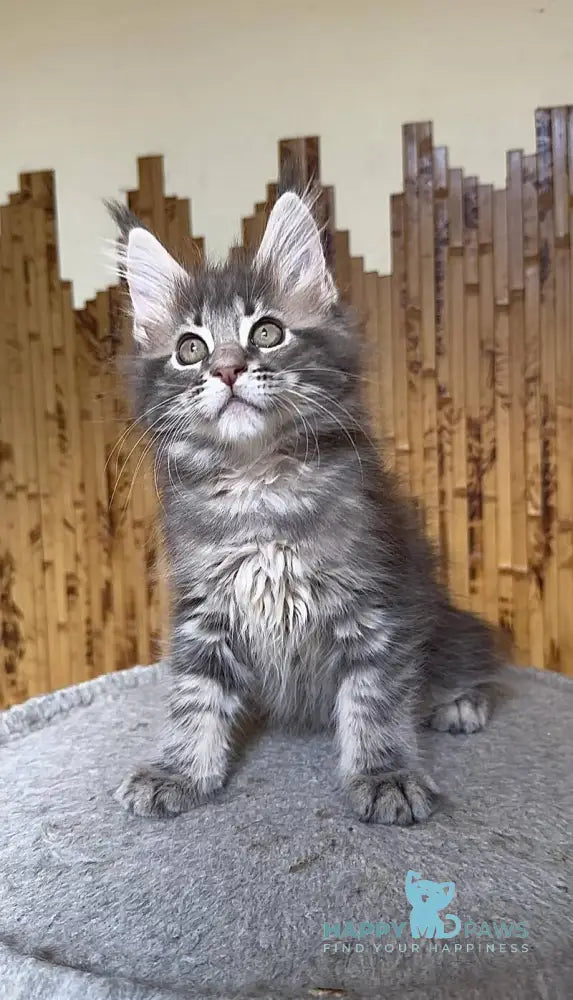 Shakira Maine Coon female black silver tabby live animals