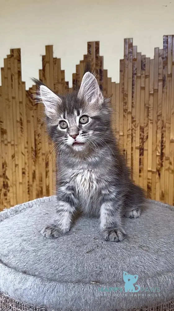 Shakira Maine Coon female black silver tabby live animals