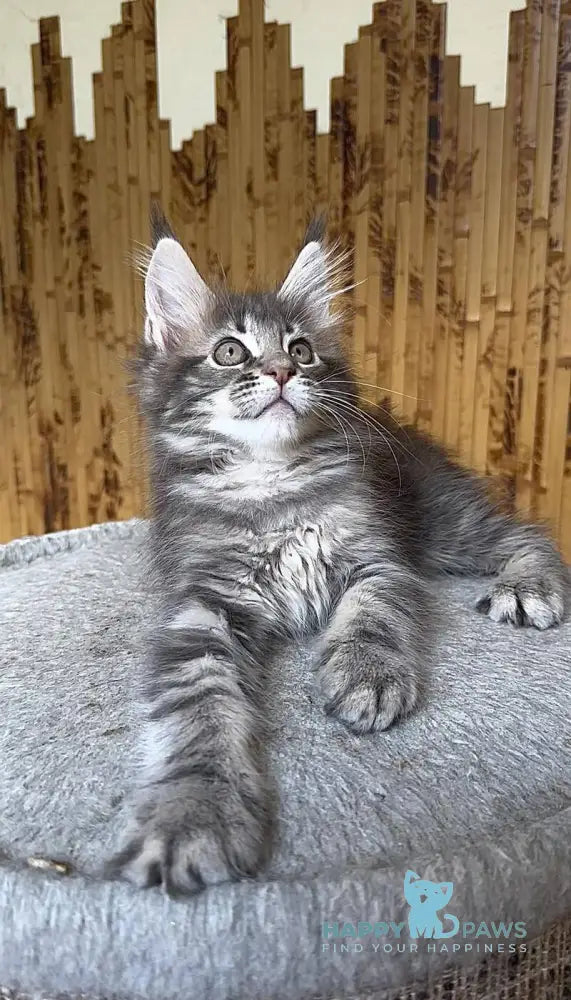 Shakira Maine Coon female black silver tabby live animals