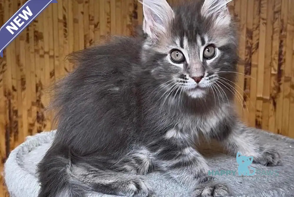Shakira Maine Coon female black silver tabby live animals