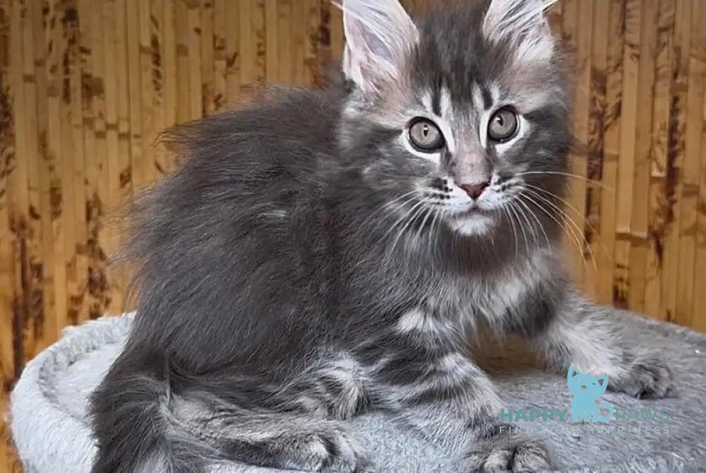 Shakira Maine Coon female black silver tabby live animals