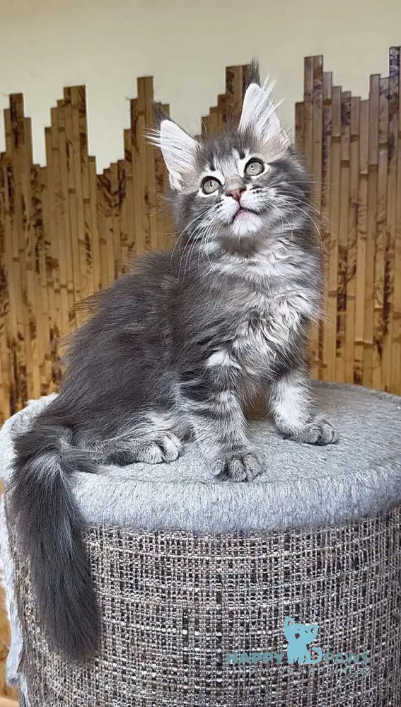 Shakira Maine Coon female black silver tabby live animals