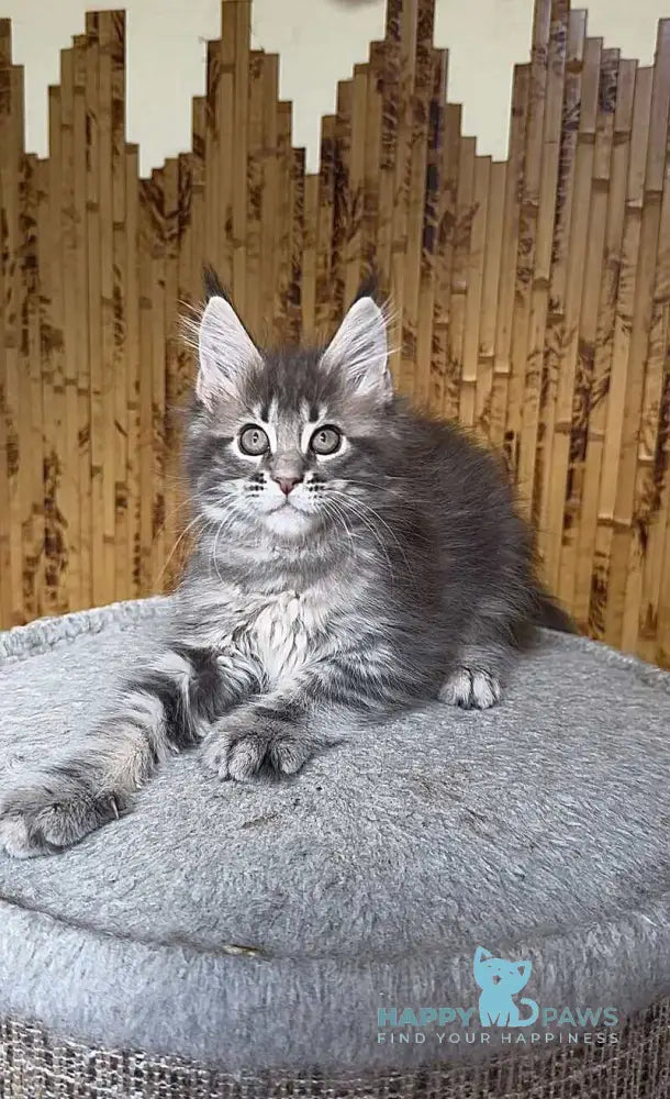 Shakira Maine Coon female black silver tabby live animals