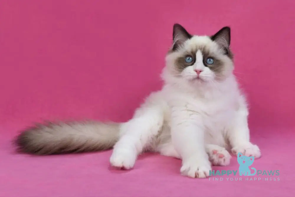 Shakira Ragdoll female seal bicolour live animals
