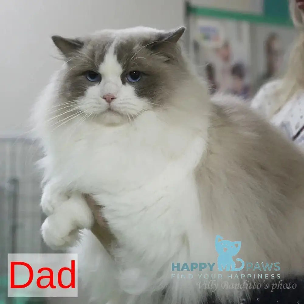 Shakira Ragdoll female seal bicolour live animals