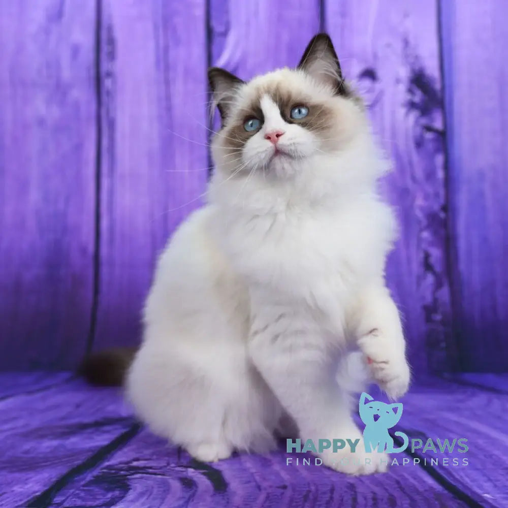 Shakira Ragdoll female seal bicolour live animals