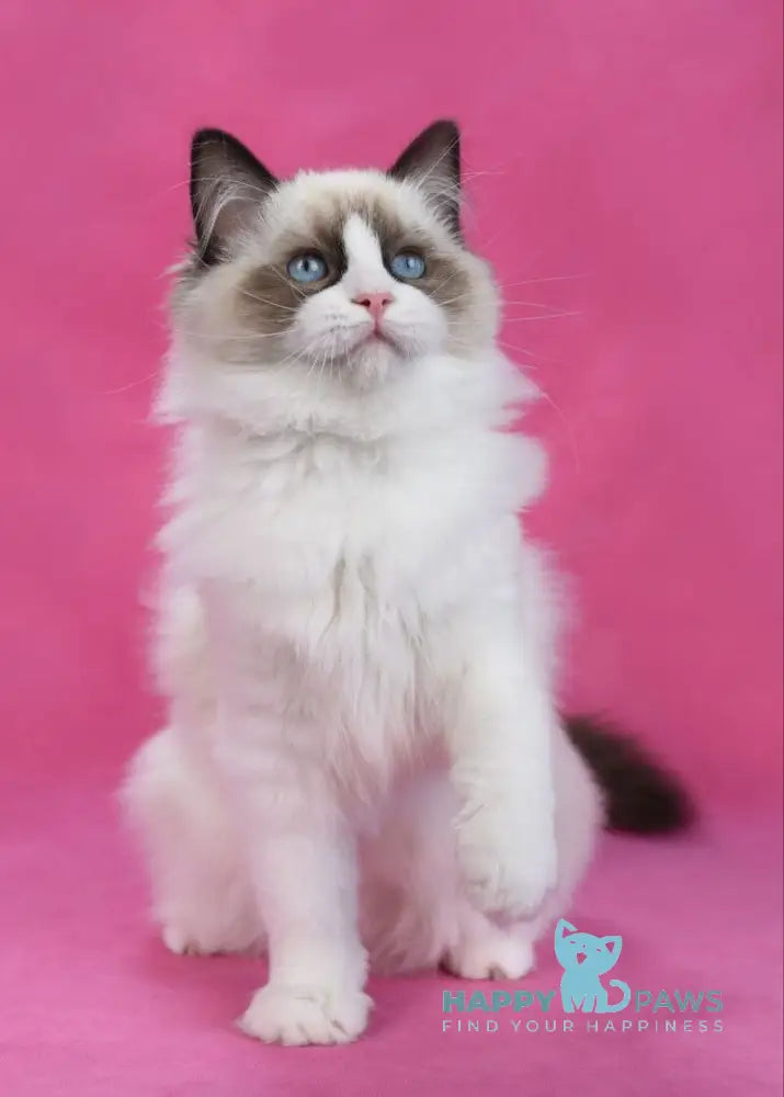 Shakira Ragdoll female seal bicolour live animals