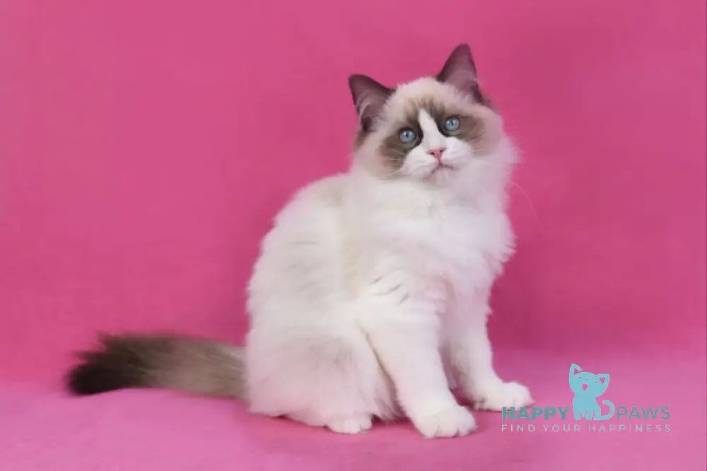Shakira Ragdoll female seal bicolour live animals