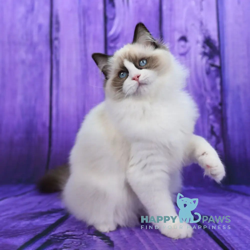 Shakira Ragdoll female seal bicolour live animals