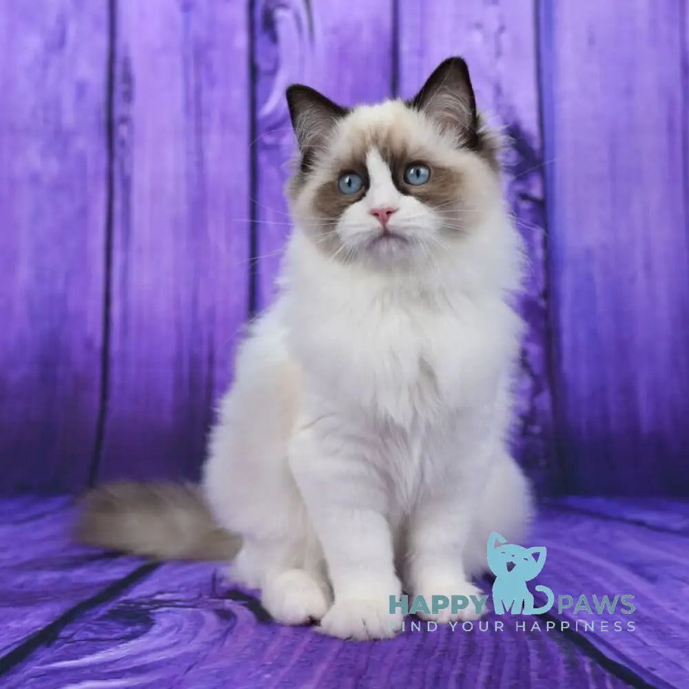 Shakira Ragdoll female seal bicolour live animals