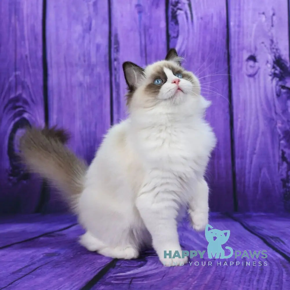 Shakira Ragdoll female seal bicolour live animals