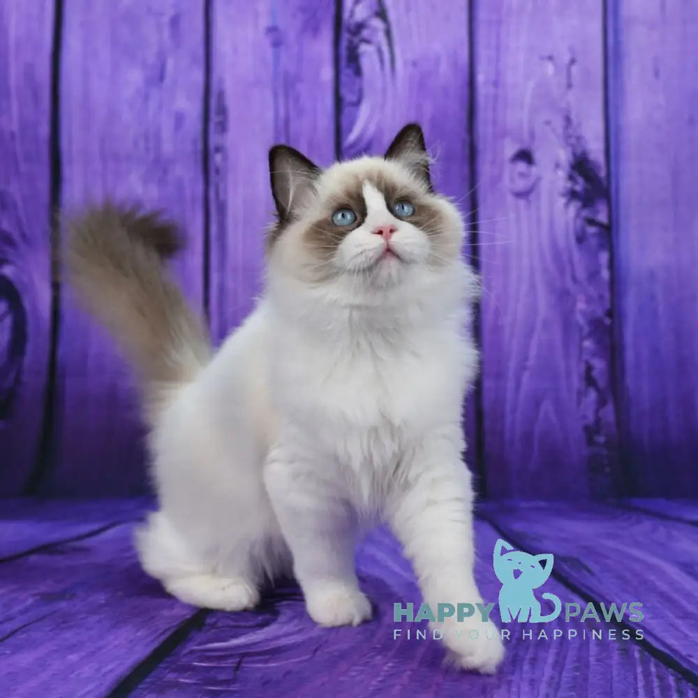 Shakira Ragdoll female seal bicolour live animals