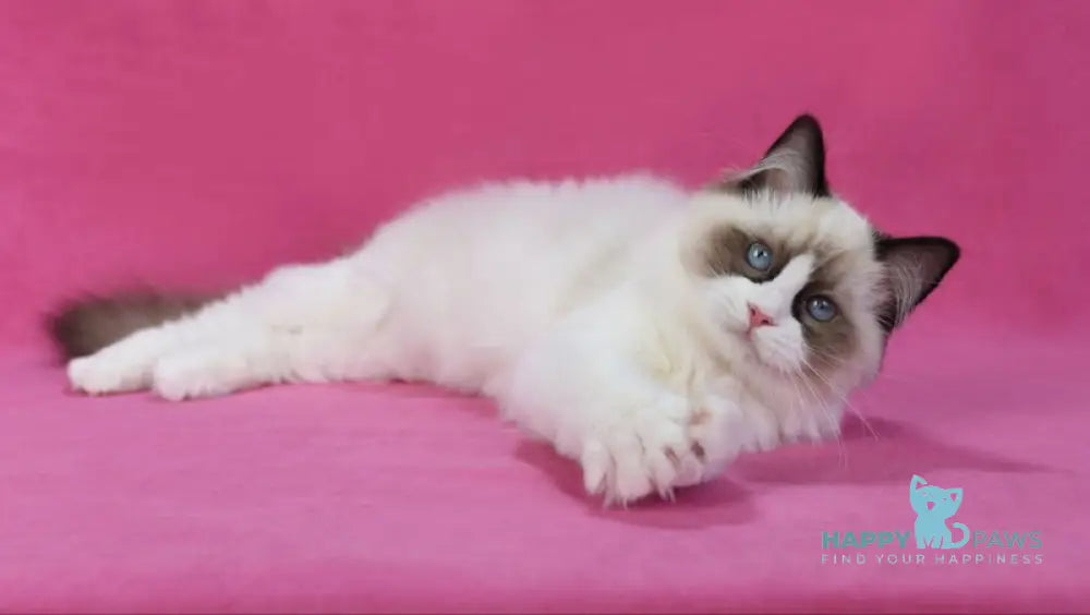 Shakira Ragdoll female seal bicolour live animals