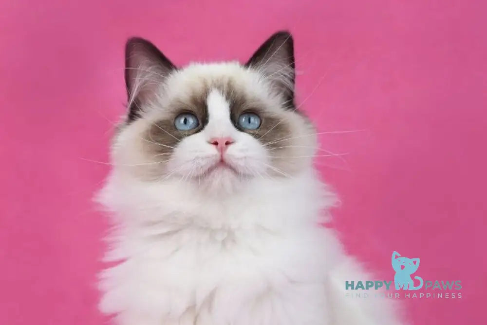 Shakira Ragdoll female seal bicolour live animals