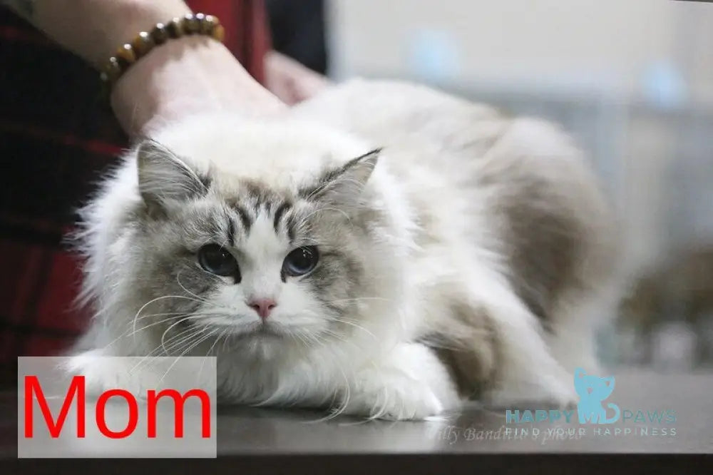 Shakira Ragdoll female seal bicolour live animals